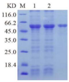 SDS-PAGE analysis of purified recombinant RAD51, isoform 2, His tag.